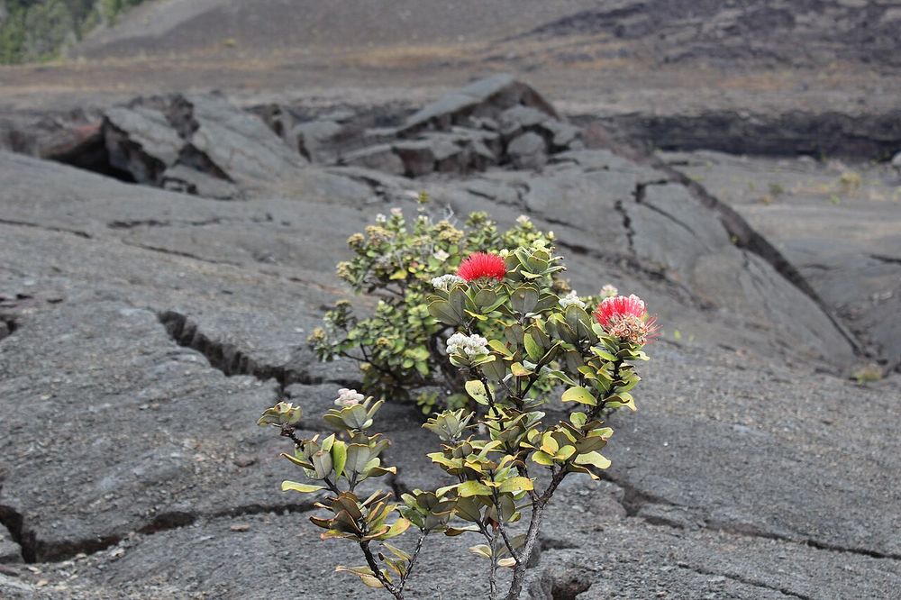 A young ʻōhiʻa lehua tree in red bloom growing from cracked lava at Kīlauea Iki